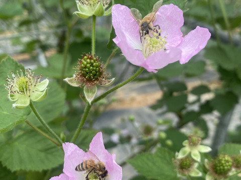 きっと食べたことのない甘いブラックベリー化学農薬不使用 2パック30粒【生食用】 6月発送
