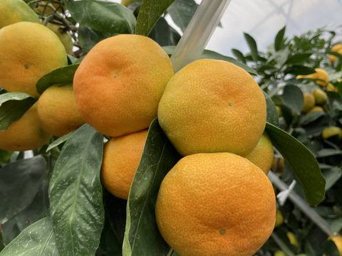 真夏の果実！　完熟ハウスみかん　2Sサイズ（直径約5.0~5.5ｃｍ）２kg