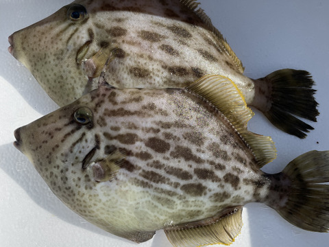 日間賀島漁師直送 天然カワハギ2 3匹 0 9kg 必ず活きた個体を 血抜き 神経締めをしてその日のうちに発送します 愛知県産の魚介類 食べチョク 産地直送 産直 お取り寄せ通販 農家 漁師から旬の食材を直送