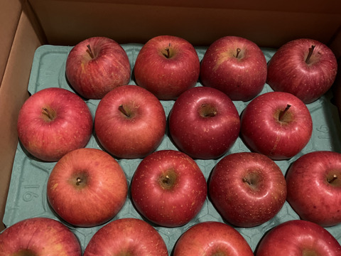 【販売開始！人気商品】青森県産りんご「サンふじ」家庭用 キズ有 約5kg【美味・光センサー選果済】