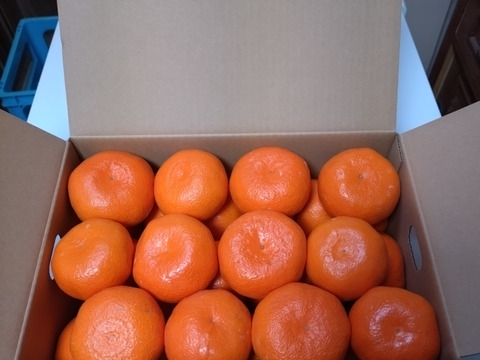 蔵出し貯蔵晩生みかん(Lサイズ箱込み約3kg)