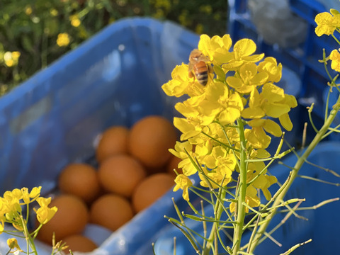 「12本入」清見果汁100%！清見オレンジジュース！