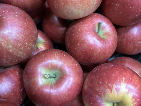 りんご食べ比べセット🍎【秋映、シナノスイート】12〜16玉入り・完熟りんごバラ詰め