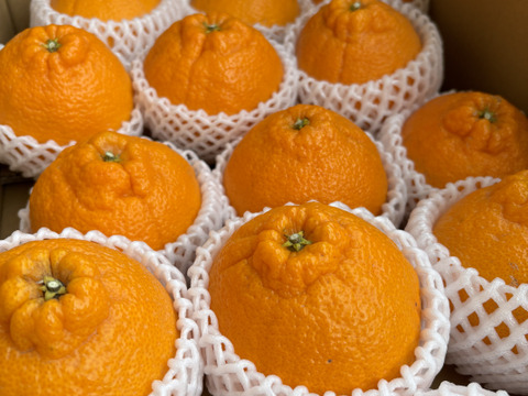 ジューシー！！食べ応え抜群！　不知火　（15玉前後）