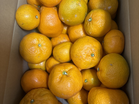 甘さしか勝たん!宮川早生みかん5キロ家庭用。
糖度13！！ご賞味ください。