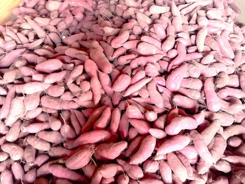 さつまいも（農薬不使用ベニハルカ）大小混合5㎏