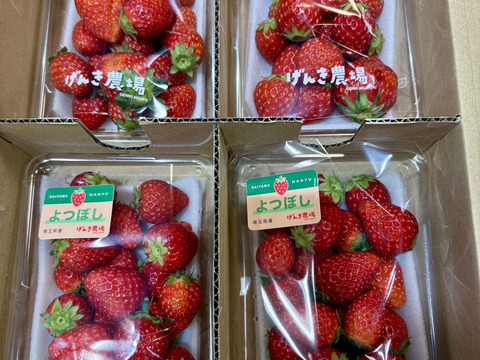 【規格外】お得に味の食べ比べ！いちご3品種4Pセット♪200g×4P