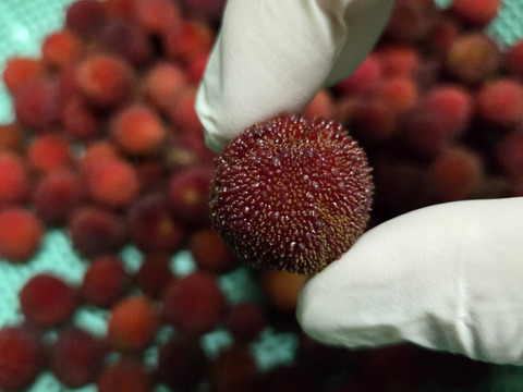 ★最終品！　自然栽培　ヤマモモ　1キロ～　秀峰　秀光　チルド便