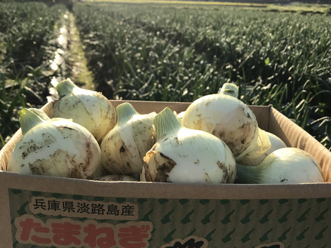 【淡路島産】特別栽培 新玉ねぎ 5kg