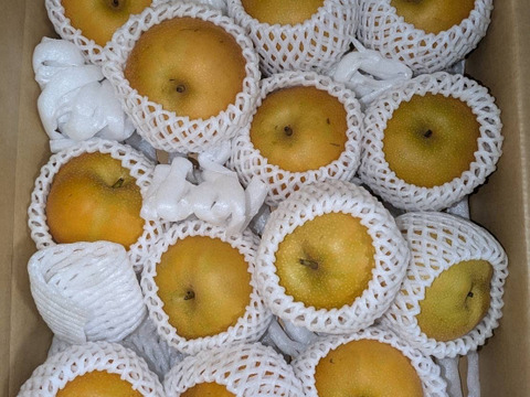 今すぐ発送！【特別栽培農産物】生産者一押し！とにかく甘い！和梨の南水5㎏