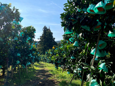 【発送開始】まるでゼリーのような新食感！！❝吉本農園の小娘まどんな❞（家庭用1.7ｋｇ/サイズ2S/17個前後）