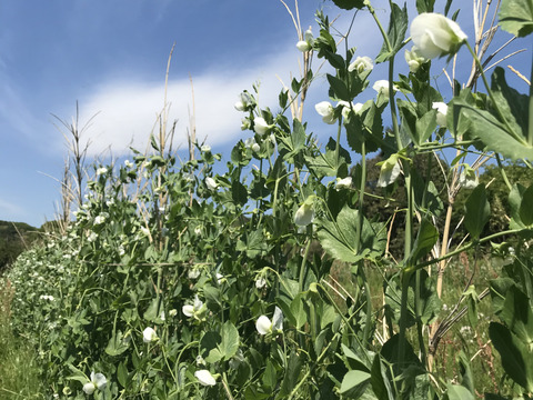 塩とお酢 オリーブオイルだけで美味しいサラダセット２日分（２袋）＋自然栽培の旬野菜 （エンドウ）２種類
