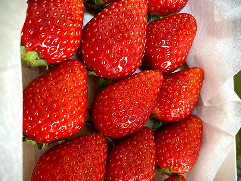 完熟！とちおとめ『冷凍イチゴ』2kg