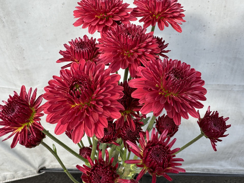 【訳あり⠀】葉っぱなしスプレーマム10本セット