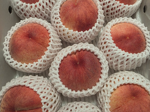 【夏ギフト】まどか・3kg程度/パリッと硬くて甘くて味が濃い！