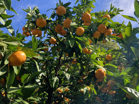 【濃厚・絶品】糖度16度以上の完熟極小玉ミカン『ぱっくん　仙ちゃん』　3kg