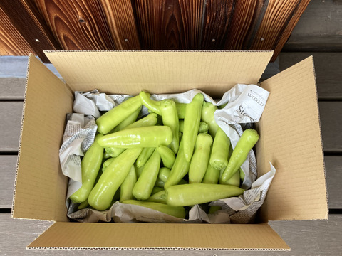 限定採れすぎ大特価‼️ 採れたては辛さも新鮮!!バナナ南蛮だらけ箱一杯セット!!(サイズ80)