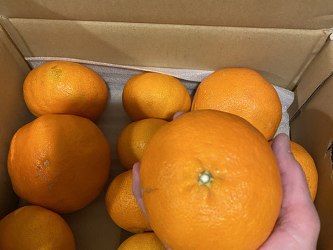 【訳ありだけど美味しさそのまま】甘平 3kg － 愛媛県産・訳あり