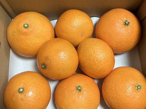 《豊作割引》【家庭用】まどんな 2kg みんなトリコになる“”プルプル“”新食感♡高級柑橘♫愛媛みかん！【冬ギフト】