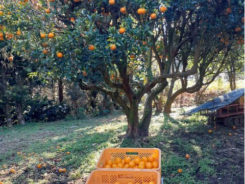 鹿児島県産「デコ不知火」箱込み5kg