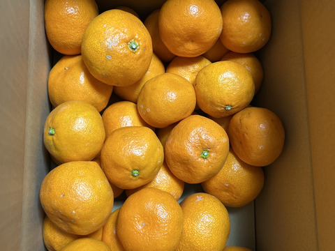 【訳あり】完熟早生みかん　5㎏