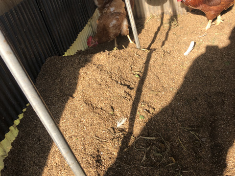 甘夏3kg(農薬・化学肥料不使用)＊房州産