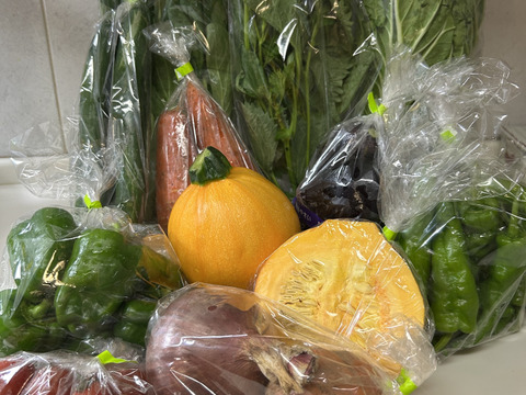 【10日分の野菜！】旬の野菜セット10～12品【農薬・化学肥料不使用】