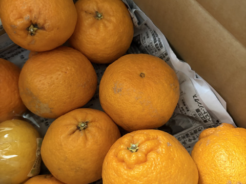 完熟で甘い！静岡県産 不知火（しらぬい／デコ）（M～L、8～12玉）〈糖度13～17度〉約２㎏（箱込）