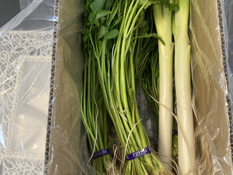 北限のせり 鍋 セリ鍋 きりたんぽ鍋  天ぷら 500g せり 三関産せり しゃぶしゃぶ セリ 家庭 ギフト お歳暮 クリスマス すき焼き 家庭 雑煮 七草 お取り寄せ野菜