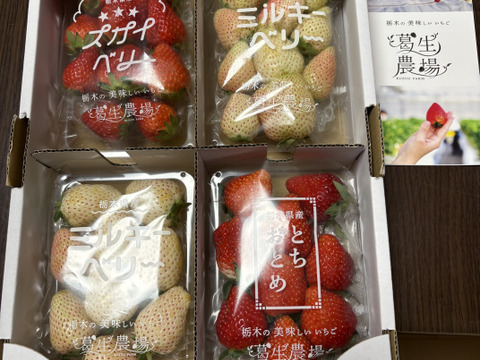【春イチゴ】【お得価格】「2品種以上組み合わせ！」とちぎのいちご食べ比べセット（4パック）（260ｇ×4パック）【いちご食べ比べ】「熨斗対応可」