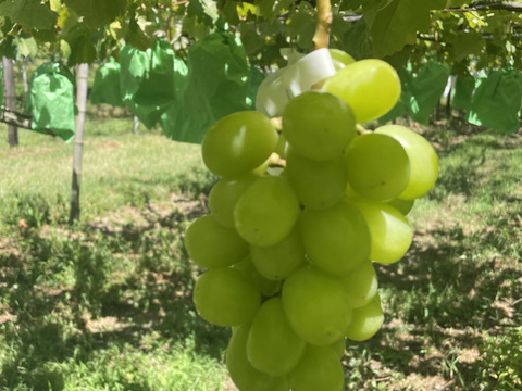 朝採り　当日発送　シャインマスカット　350g×2房　順次発送中