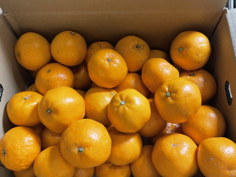 【早割！！】希少品種！！口の中でぷちぷちと弾ける新食感！！愛媛県産はるみ１０kg入【山採り無選別商品】