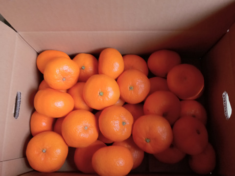 『青島』5㎏ Lサイズ（１㎏あたり8-9個）温州みかん 湯河原産