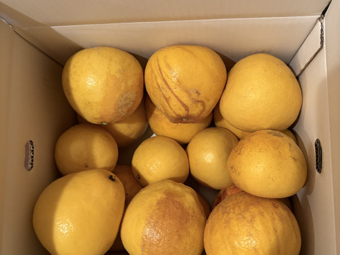 【土佐文旦訳あり10kg】日本で一番みかんと暮らしてる私たちにお任せください！