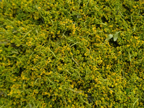 【数量限定】丹波篠山産　冷凍花山椒　50g