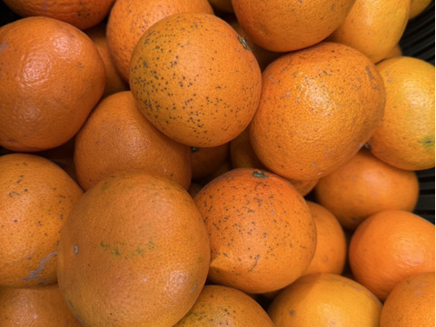 やまの実農園がつくる訳あり清見7kg