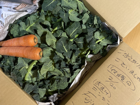 赤城の寒締めブロッコリー！12コ入り(約3.8kg）※化学農薬不使用