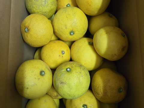 ★完全自然栽培品　文旦　小玉　 5.5K　　27～28個