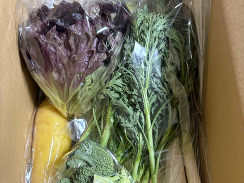 Mサイズ ＊旬野菜セット(約8~9品)【農薬：栽培期間中不使用】