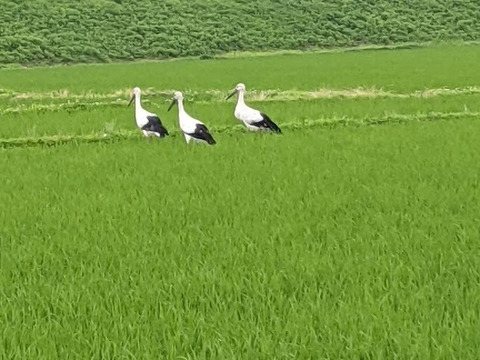 【自然栽培】　採れたて枝豆を発送　湯上り娘（さや）　１K　農薬・化学肥料不使用栽培　クール便