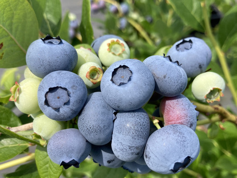 【数量限定】訳あり特価！！大人気ブルーベリー！！　7月上旬～8月下旬まで　ご家庭用　1kg（250g×4パック）