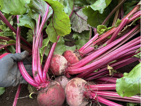 美味しいビーツ！深谷産！食べる血液！2ｋg　農薬節減栽培