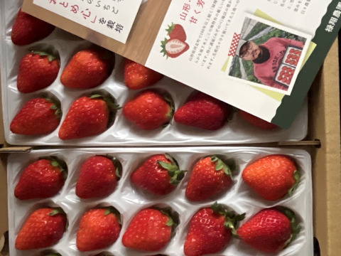 【幻の品種】「おとめ心」完熟いちごMサイズ【約600g入】