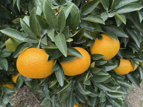 ハッサク(八朔)　（糖度11当農園測定値）箱込み.5㎏以上　２Lから４Lサイズ（300ｇ～450ｇ）【農薬化学肥料不使用】