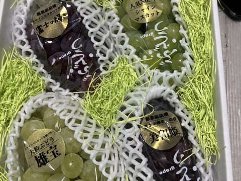 超高級4種親子食べ比べセット！富士の輝、美和姫、雄宝、シャインマスカット入！