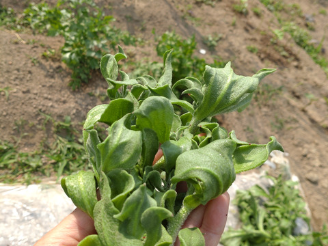 【まとめ買い用】アイスプラント 一本