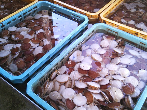 青森県むつ湾産ベビーホタテ