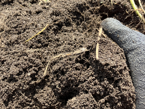 旬のセット🍠🎃【北海道産🌎農薬化学肥料・除草剤不使用】甘いサツマイモ5㎏🍠ホクホク南瓜5㎏のセット🍠🎃