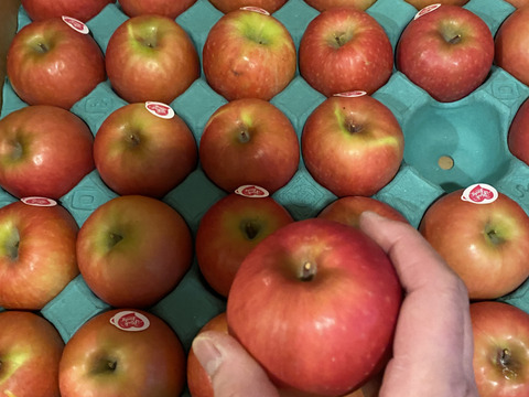 年内予約は今日まで🍎🏃‍♀️ピンクレディ®︎  5キロ箱 16玉〜33玉サイズ  長野県 信州 安曇野 リンゴ 幻 幻のリンゴ 予約 希少 ID64029 ピンクレディー