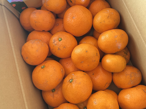 【訳あり】濃厚なコクと酸味がおいしい！有田みかん★自家製堆肥栽培★定番5kg★和歌山★